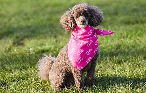 A poodle wearing a Race for Life bandana.